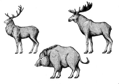 Forest animals. Moose, elk, boar, hog, pig, aper. clipart