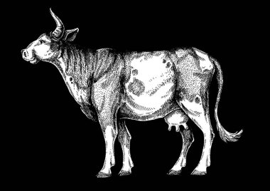 İnek, boğa. Vintage retro tarzı klasik illüstrasyon et lokantası, menü, paket için