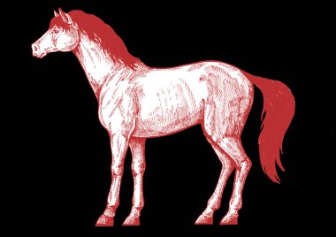 At, at. Vintage retro tarzı klasik illüstrasyon et lokantası, menü, paket için