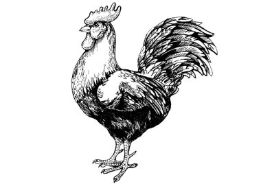 Kavurma, tavuk. Vintage retro tarzı klasik illüstrasyon et lokantası, menü, paket için