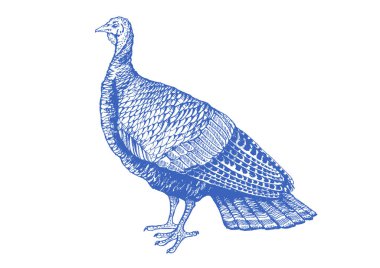 Türkiye. Vintage retro tarzı klasik illüstrasyon et lokantası, menü, paket için