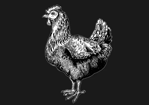 Poulet, oiseau. Illustration classique de style rétro vintage pour steak house, menu, paquet — Photo