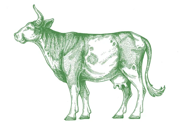 Vache, taureau. Illustration classique de style rétro vintage pour steak house, menu, paquet — Photo