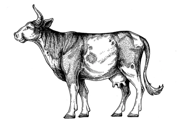 Αγελάδα, ταύρος. Vintage ρετρό στυλ κλασικό παράδειγμα για steak house, μενού, πακέτο — Φωτογραφία Αρχείου
