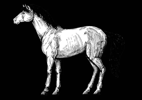 Лошадь, конь. Винтажный ретро стиль классическая иллюстрация для стейк-хаус, меню, пакет — стоковое фото