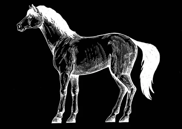 Häst, springare. Vintage retro stil klassiska illustration för steak house, meny, paket — Stockfoto