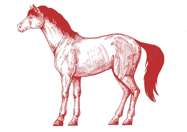 Cavallo, destriero. Illustrazione classica in stile retrò vintage per steak house, menu, pacchetto — Foto Stock