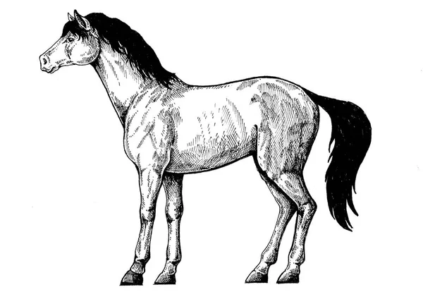 Cavallo, destriero. Illustrazione classica in stile retrò vintage per steak house, menu, pacchetto — Foto Stock
