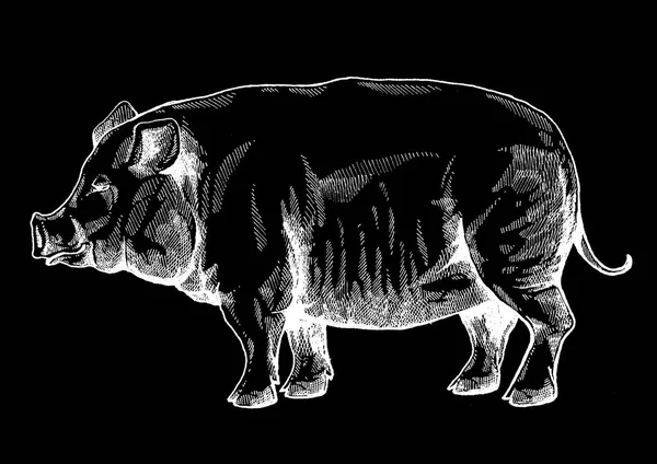 Sanglier, cochon. Illustration classique de style rétro vintage pour steak house, menu, paquet — Photo