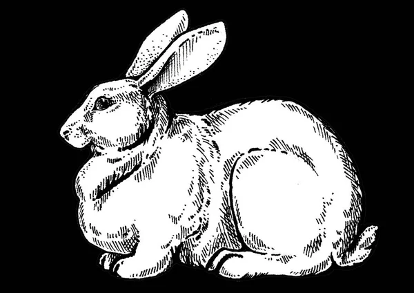 兔子, 兔子。复古风格的经典插图牛排屋, 菜单, 套餐 — 图库照片
