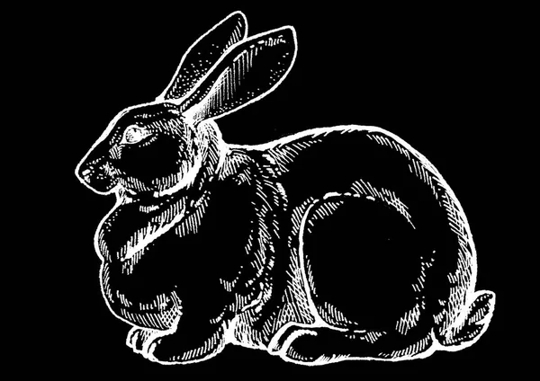 Кролик, кролик. Винтажный ретро стиль классическая иллюстрация для стейк-хаус, меню, пакет — стоковое фото