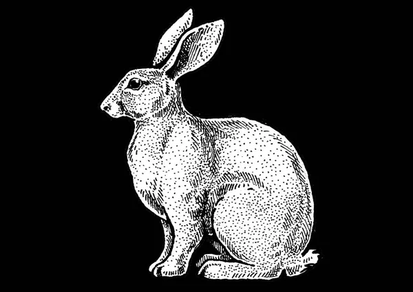 Rabbit, bunny. Vintage retro style classic illustration for steak house, menu, package — Stock Photo, Image