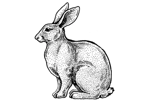 Lapin, lapin. Illustration classique de style rétro vintage pour steak house, menu, paquet — Photo