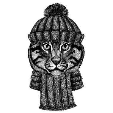 Vahşi kedi, balıkçı kedi örülmüş kış şapkası takan havalı hayvan. Dövme, tişört, amblem, rozet, logo, yama için başlık.