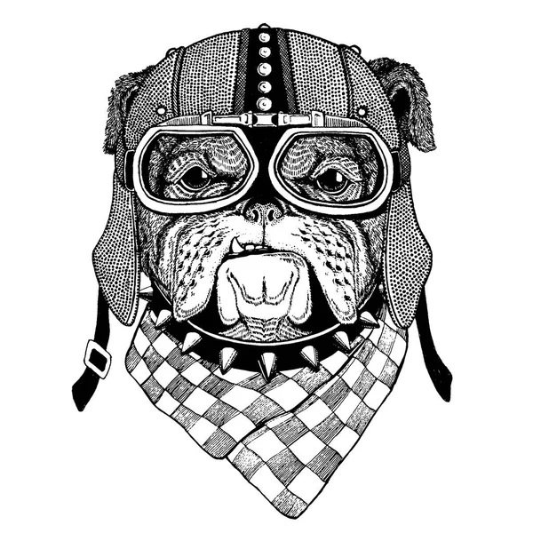 Bulldog, cane in motocicletta, casco aero. Illustrazione motociclista per t-shirt, manifesti, stampe . — Vettoriale Stock