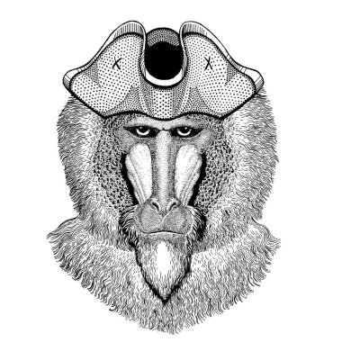 Maymun korsan tricorn şapka takıyor. Capitan kostüm.