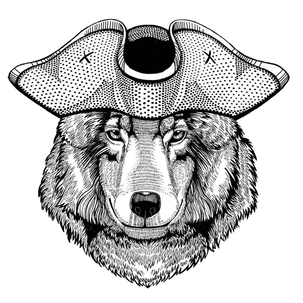 Wolf, hond dragen piraat Silverwing hoed. Capitan kostuum. — Stockvector
