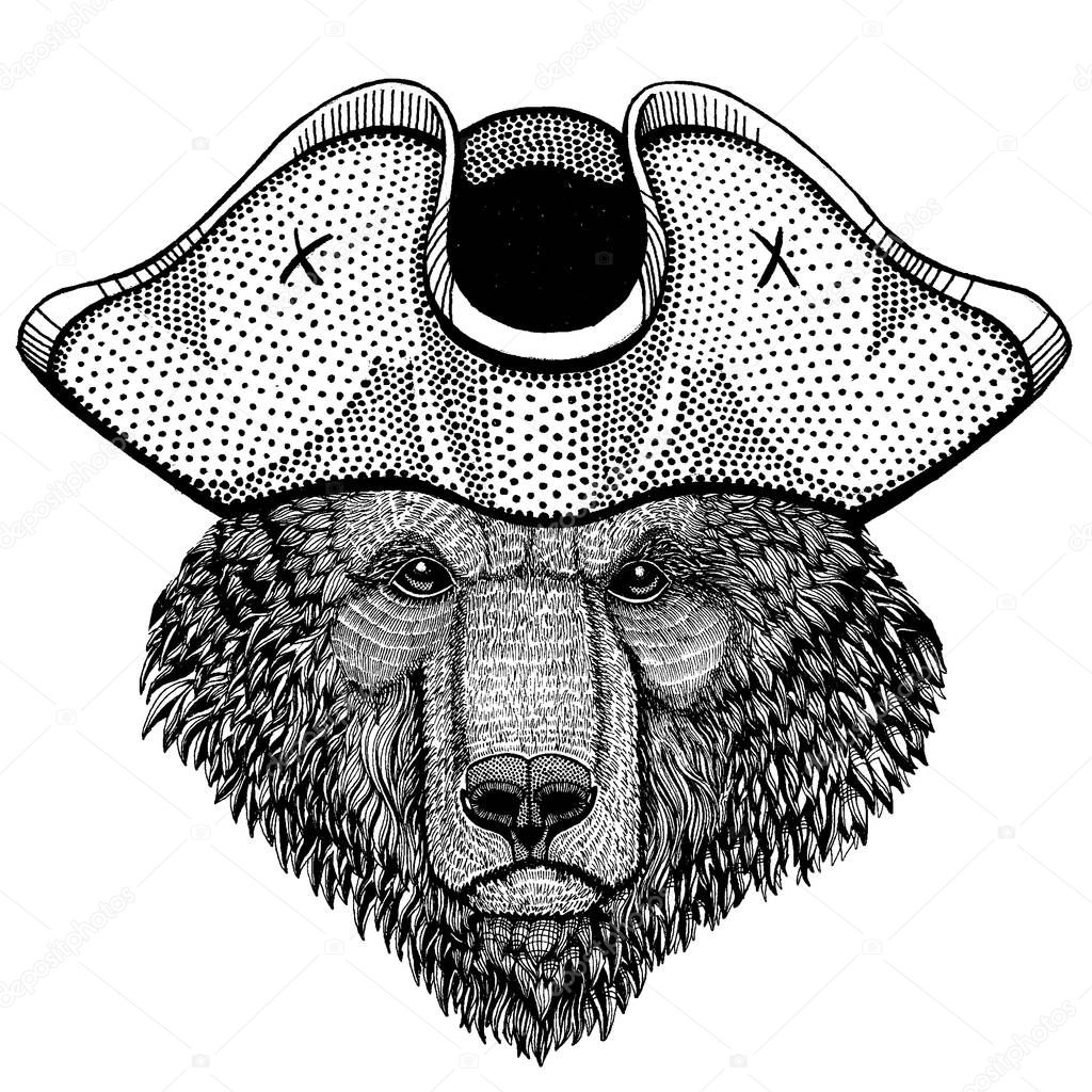 Brown bear wearing pirate tricorn hat. Capitan costume