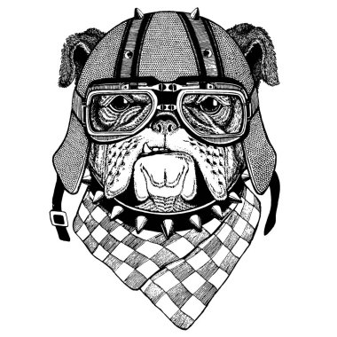 Köpek, bulldog bir motosiklet, aero kask giyiyor. El dövme, t-shirt, amblem, rozet, logo, yama için resim çekilmiş.
