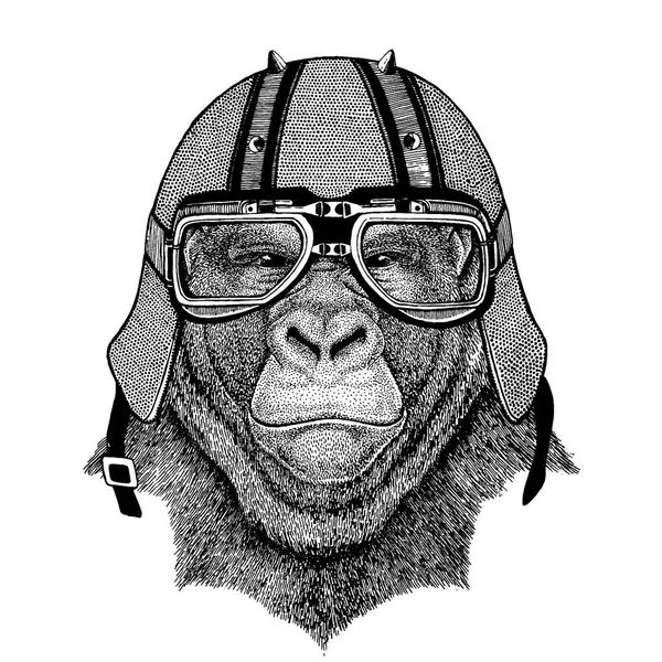 Gorila, mono, mono con una motocicleta, casco aerodinámico. Imagen dibujada a mano para tatuaje, camiseta, emblema, insignia, logotipo, parche . — Vector de stock