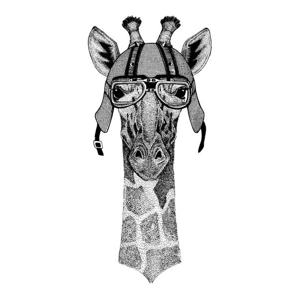 Camélope, girafe portant une moto, casque aérodynamique. Image dessinée à la main pour tatouage, t-shirt, emblème, insigne, logo, patch — Image vectorielle