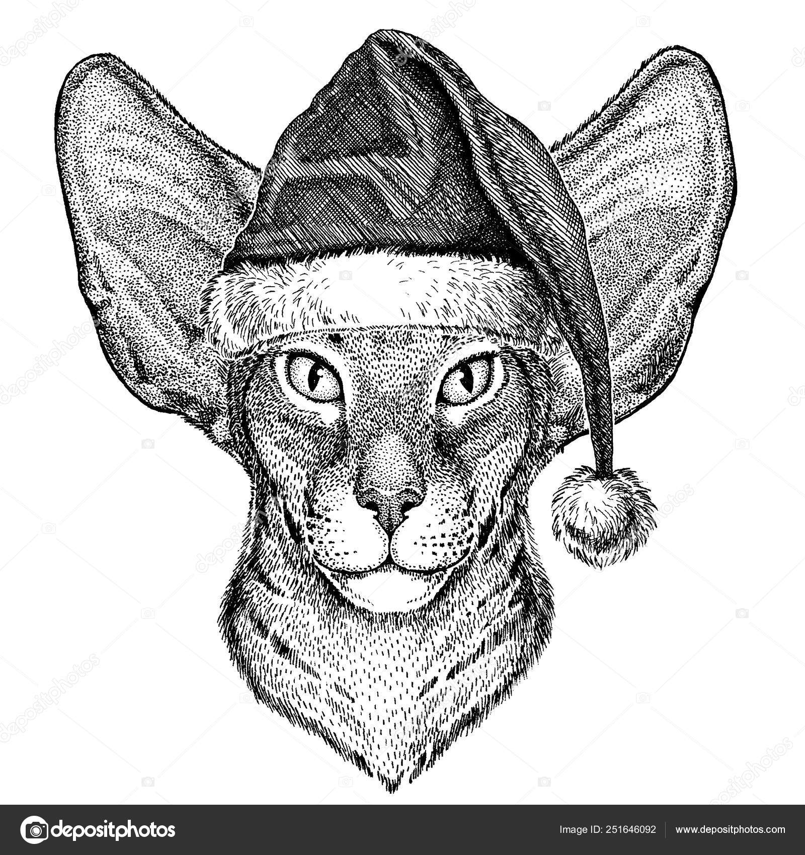 Orientalische Katze Mit Großen Ohren Tragen Weihnachten