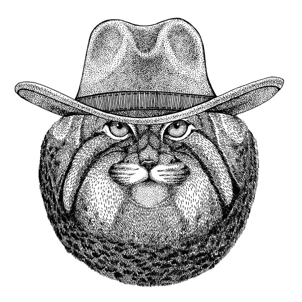 Vadmacska Manul viselése cowboy kalap. Wild west állat. Kézzel rajzolt kép tetoválás, jelkép, jelvény, embléma, javítás, póló — Stock Vector