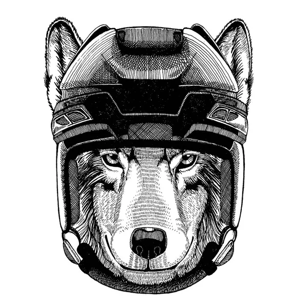 Λύκος, σκύλος φορώντας κράνος χόκεϊ. Χέρι που εικόνα λιονταριού για τατουάζ, t-shirt, έμβλημα, σήμα, λογότυπο, patch. — Διανυσματικό Αρχείο