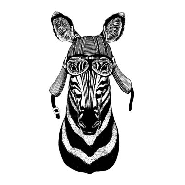 Zebra, at vahşi motorcu hayvan giyiyor motosiklet kask. El dövme, amblem, rozet, logo, yama, t-shirt için resim çekilmiş.