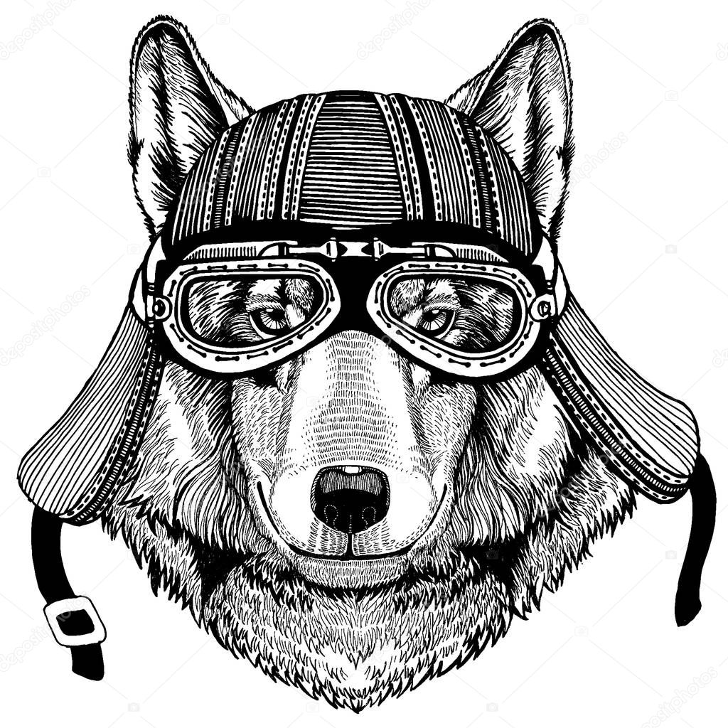 Wild biker animal wearing motorcycle helmet. Hand drawn image for tattoo, emblem, badge, logo, patch, t-shirt.