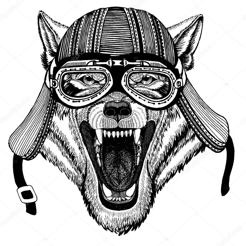 Wolf, dog wild biker animal wearing motorcycle helmet. Hand drawn image for tattoo, emblem, badge, logo, patch, t-shirt.