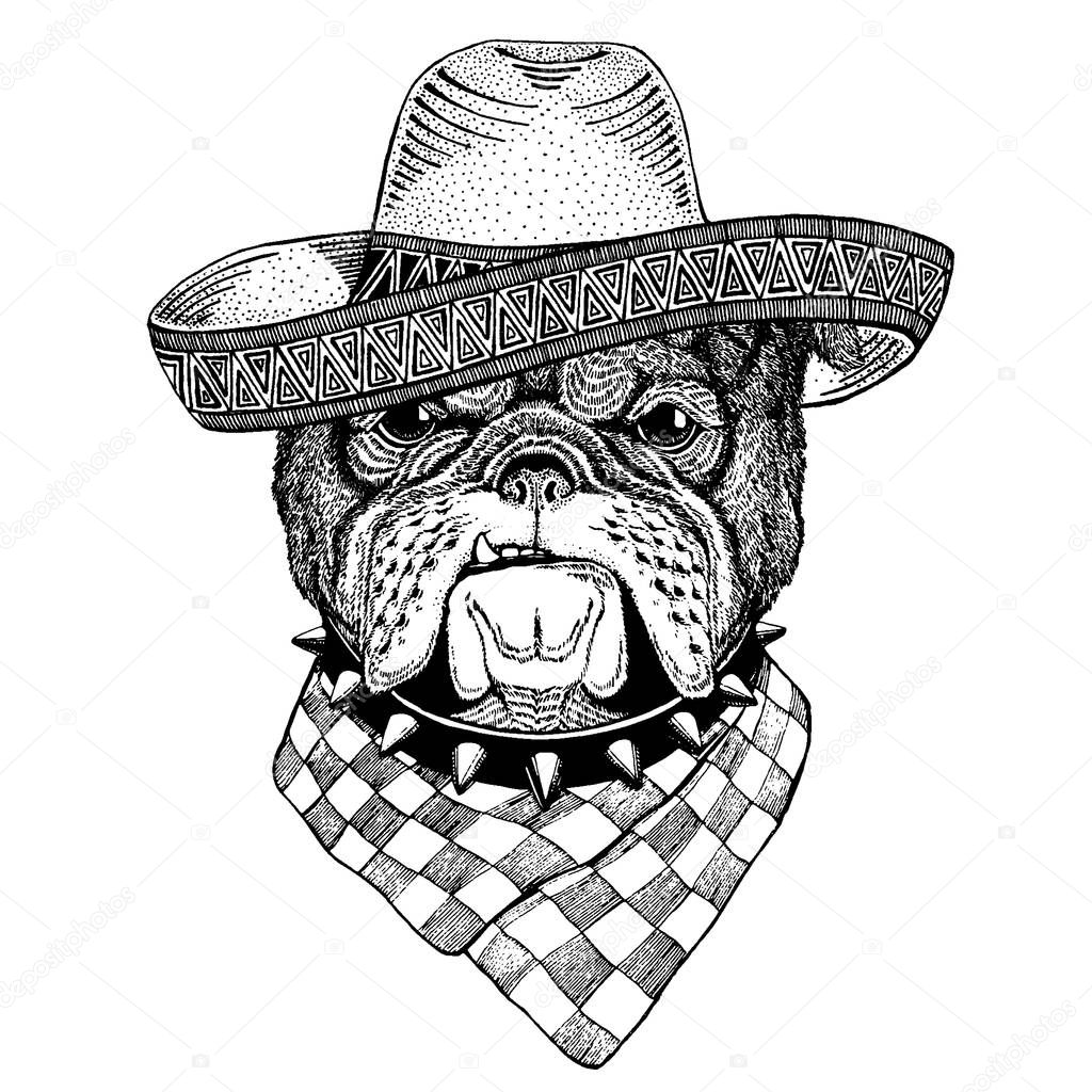 Bulldog, dog British cat wearing traditional mexican hat. Classic headdress, fiesta, party