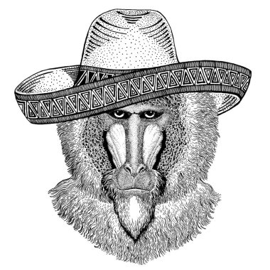 Maymun, maymun, köpek-maymun, maymun geleneksel Meksika şapka takıyor. Klasik headdress, fiesta, parti.