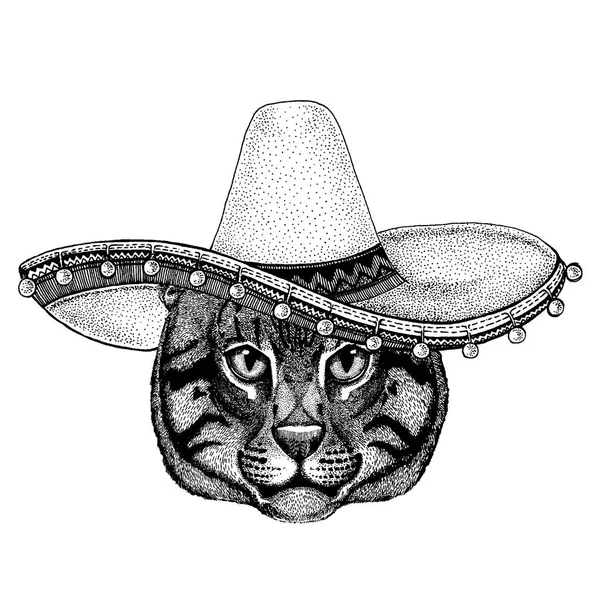 Gato usando chapéu mexicano tradicional. Clássico para a cabeça, festa, festa . —  Vetores de Stock