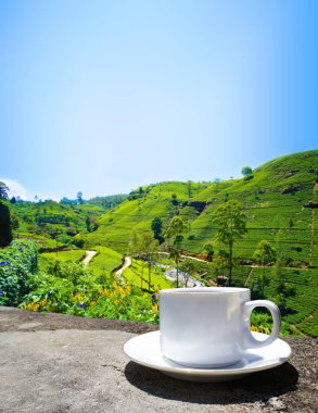 Sri Lanka çay tepeleri. Çay bardağı ve tarlası.