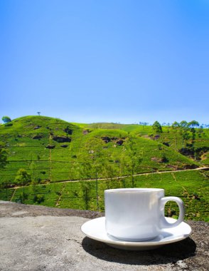 Sri Lanka çay tepeleri. Çay bardağı ve tarlası.
