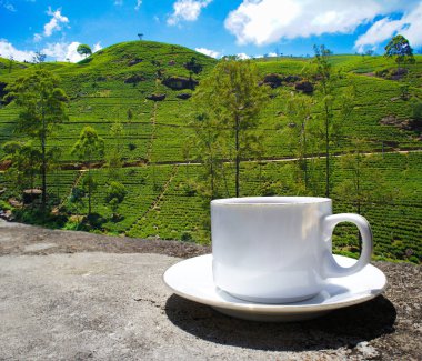 Sri Lanka çay tepeleri. Çay bardağı ve tarlası.