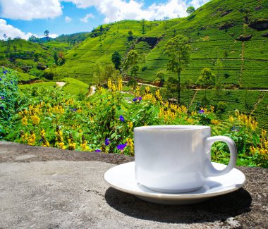 Sri Lanka çay tepeleri. Çay bardağı ve tarlası.