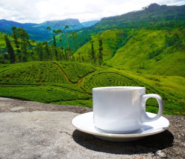 Sri Lanka çay tepeleri. Çay bardağı ve tarlası.