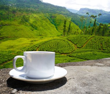 Sri Lanka çay tepeleri. Çay bardağı ve tarlası.