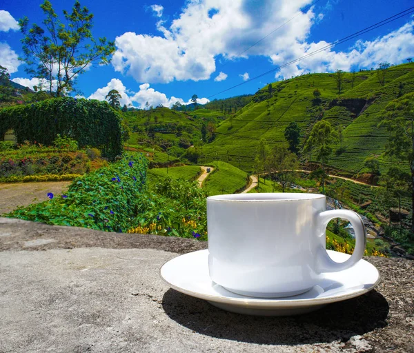 Sri Lanka çay tepeleri. Çay bardağı ve tarlası.