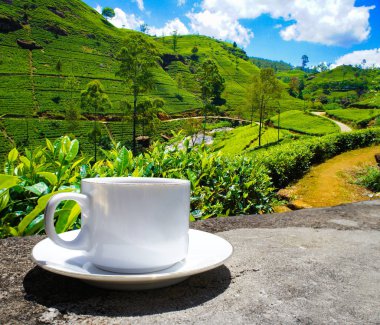 Sri Lanka çay tepeleri. Çay bardağı ve tarlası.