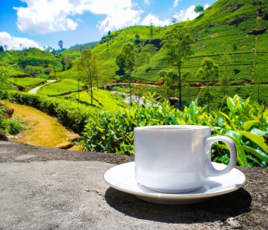 Sri Lanka çay tepeleri. Çay bardağı ve tarlası.