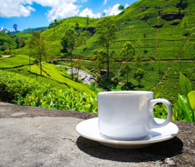 Sri Lanka çay tepeleri. Çay bardağı ve tarlası.