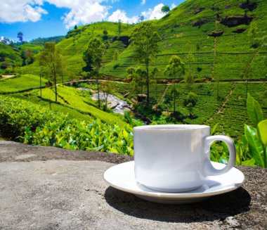 Sri Lanka çay tepeleri. Çay bardağı ve tarlası.