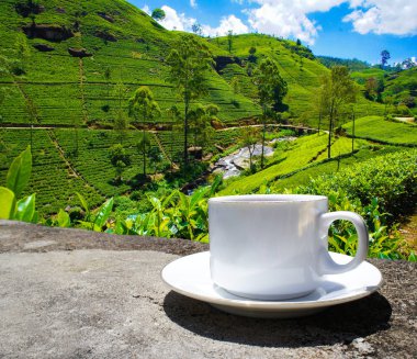 Sri Lanka çay tepeleri. Çay bardağı ve tarlası.
