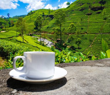 Sri Lanka çay tepeleri. Çay bardağı ve tarlası.