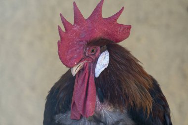 Horoz tavuk portresi. Bu kuş, horoz güzel bir detaylı closeup görüntü