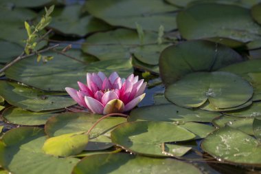 Yağmurdan sonra gölet su üzerinde Nilüfer çiçeği. Fotoğrafçılığı yakınlatın