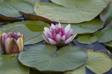 Yağmurdan sonra gölet su üzerinde Nilüfer çiçeği. Fotoğrafçılığı yakınlatın